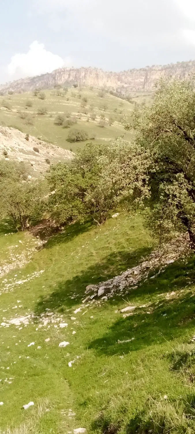 زمین توام