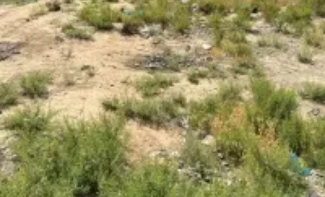 20قصب زمین مسکونی روستای ختم به فروش میرسد