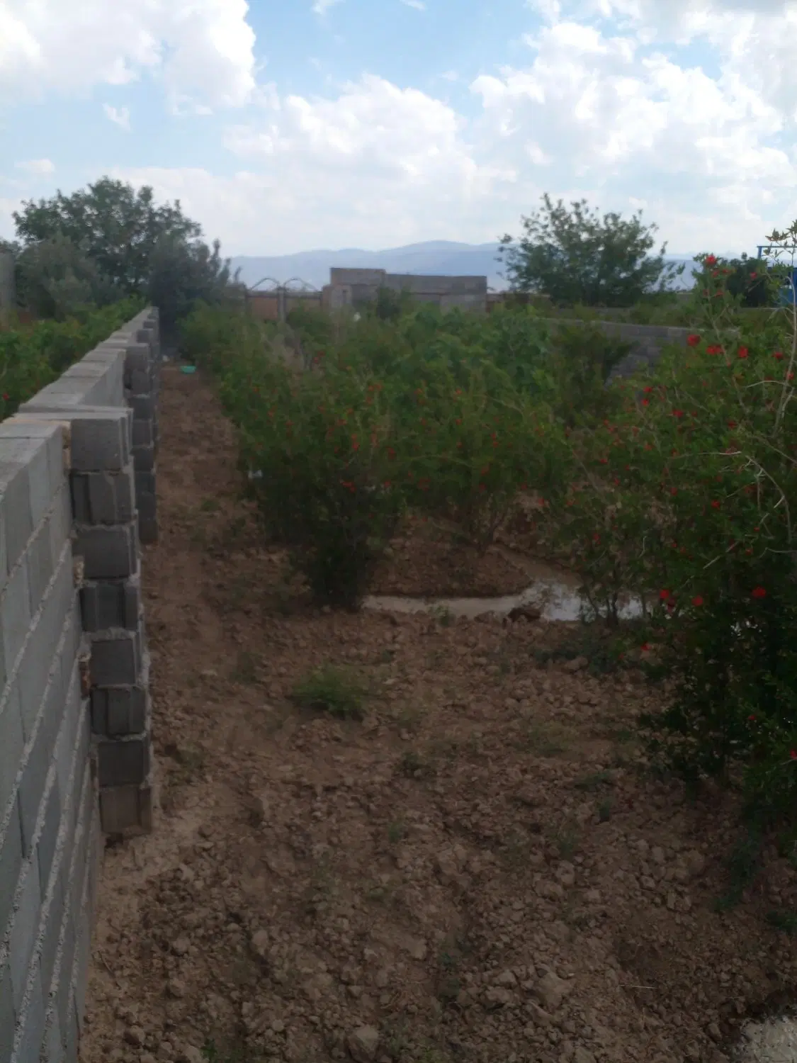 باغچه چهاردیواری