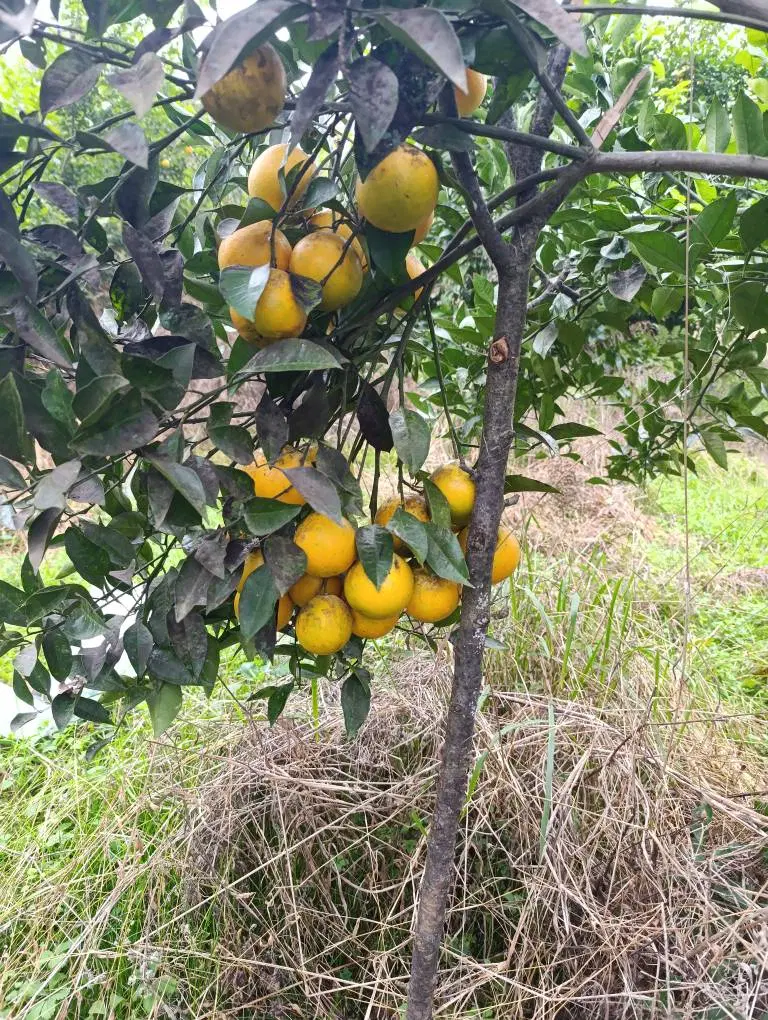 فروش زمین