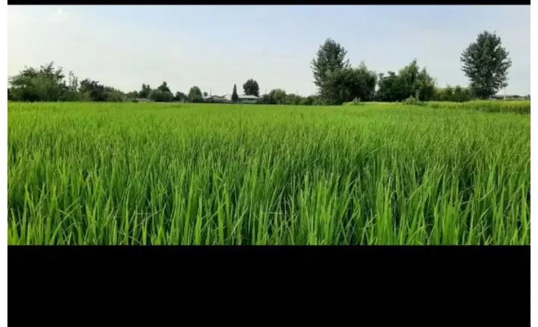 شالیزار کنار رودخانه و برق جاده دریا سوته