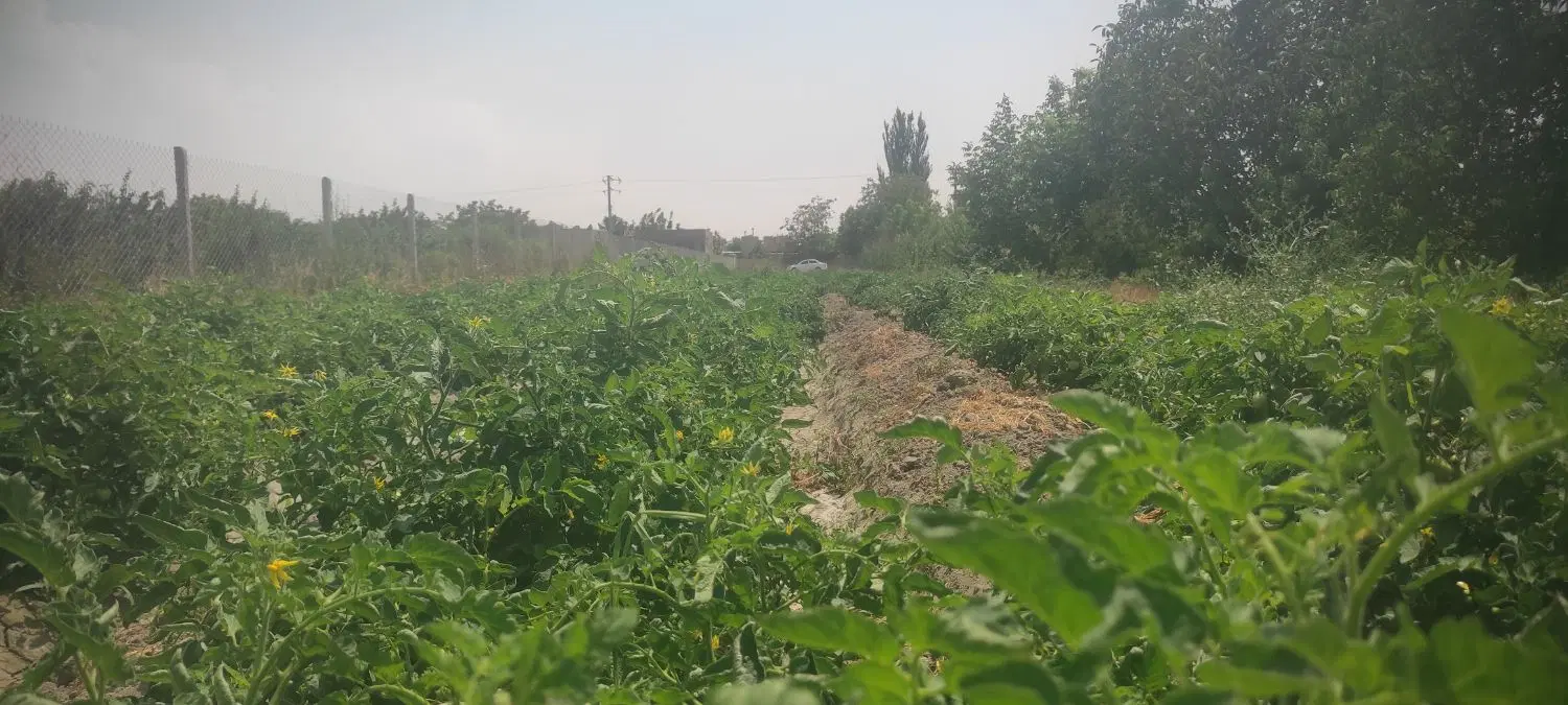 باغچه ویلایی