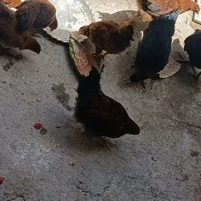 خانه دوبله روستا
