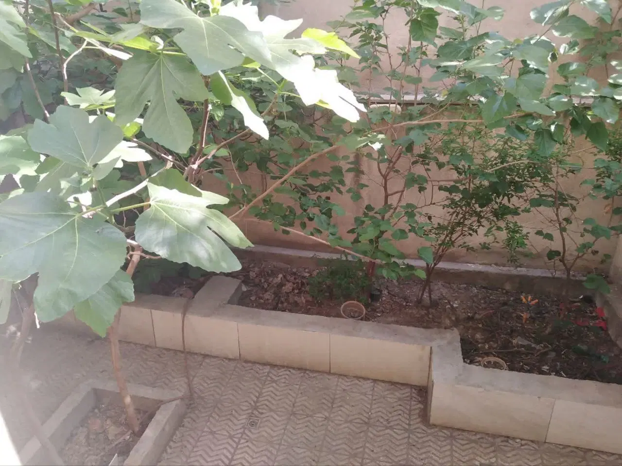 منیریه 81 متر حیاط اختصاصی