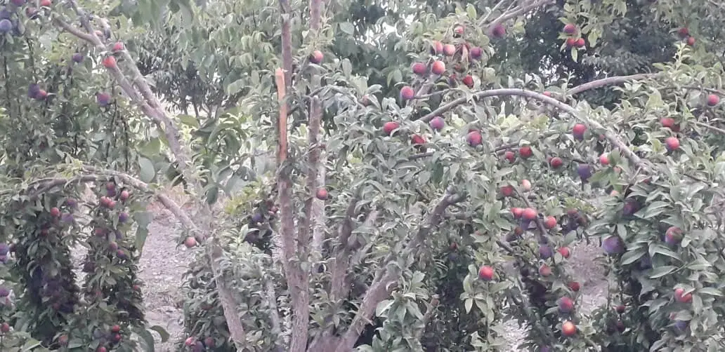 باغ شهری