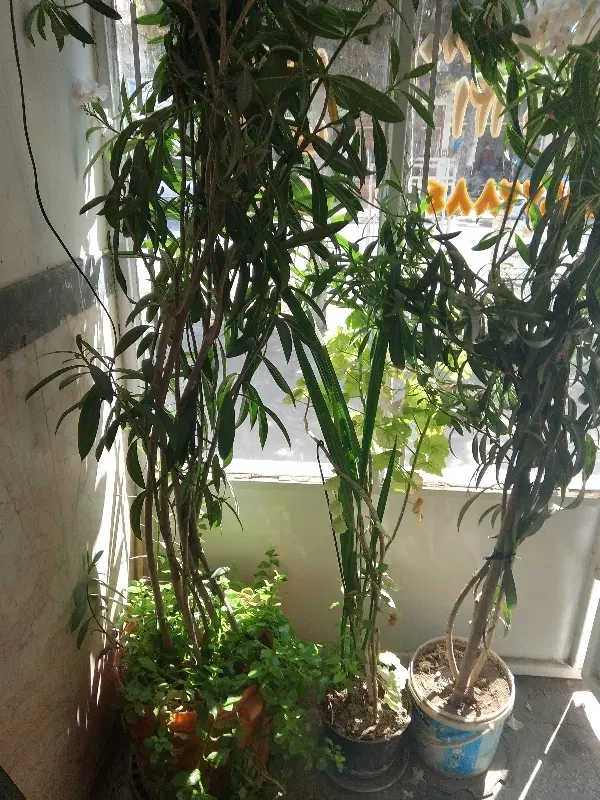 حیاط دربست شمالی ۱۵۰ متربنا بلوارخوشرو