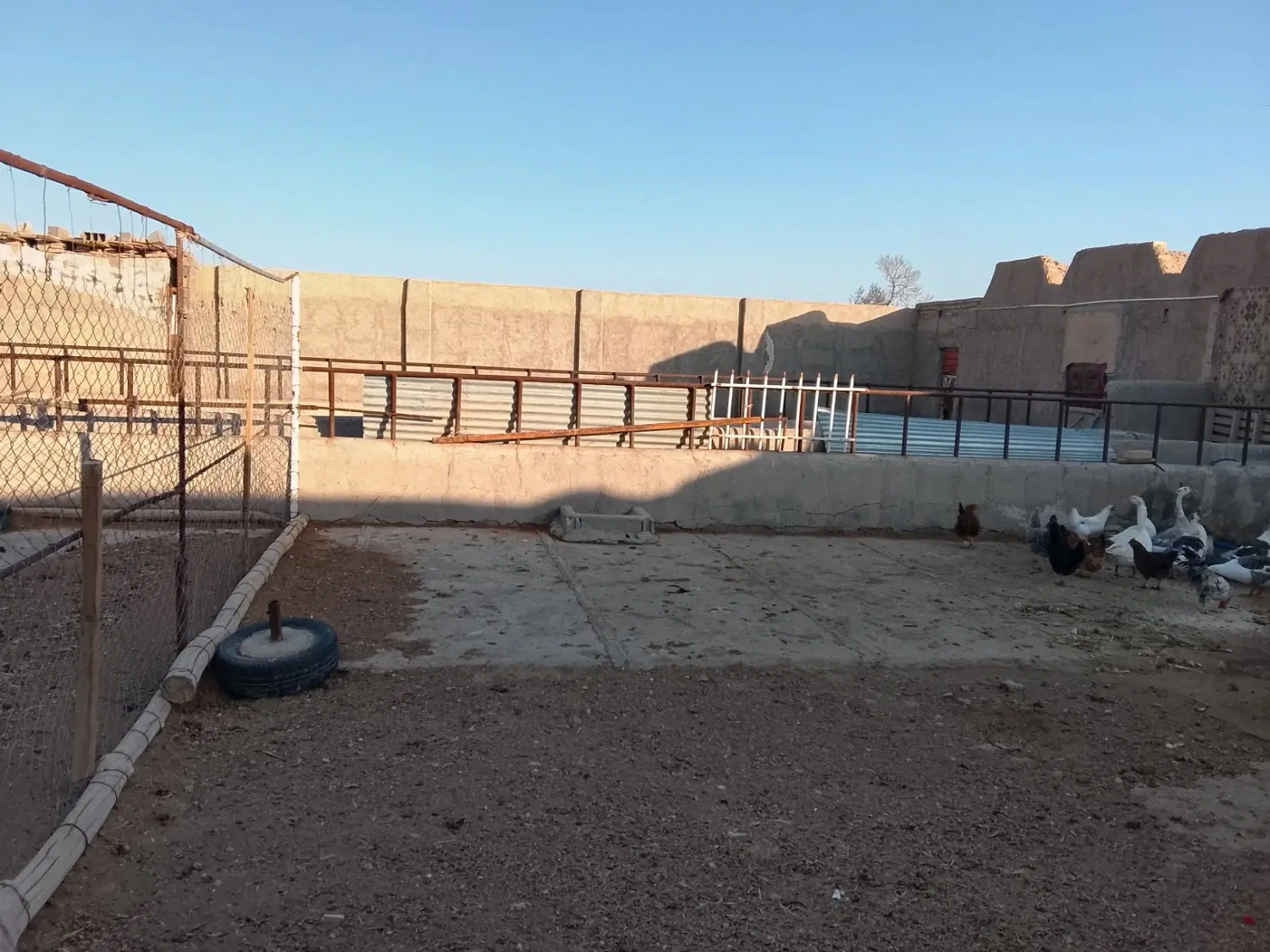 گاوداری 50راسی
