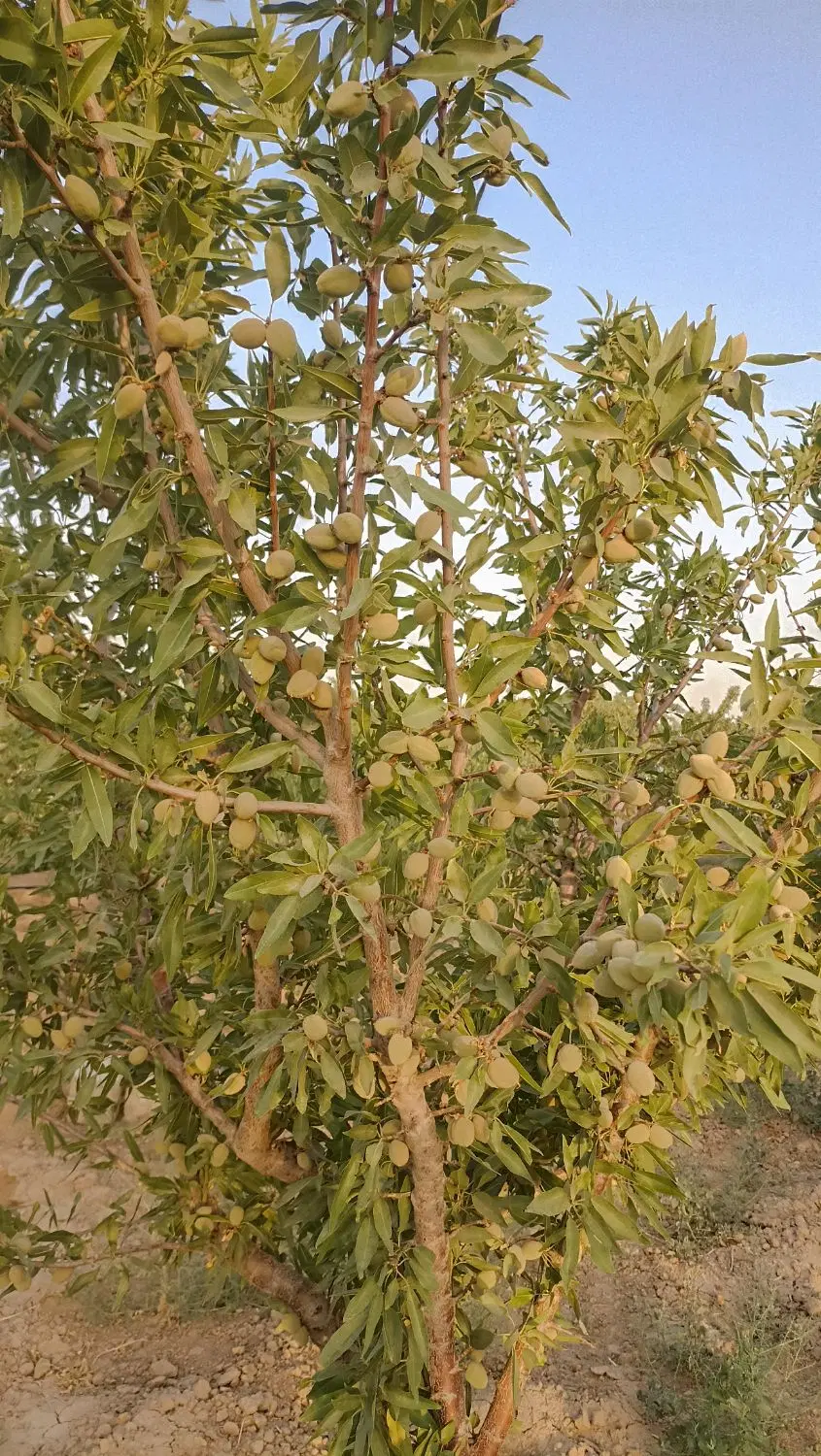 باغ در جاده فراهان
