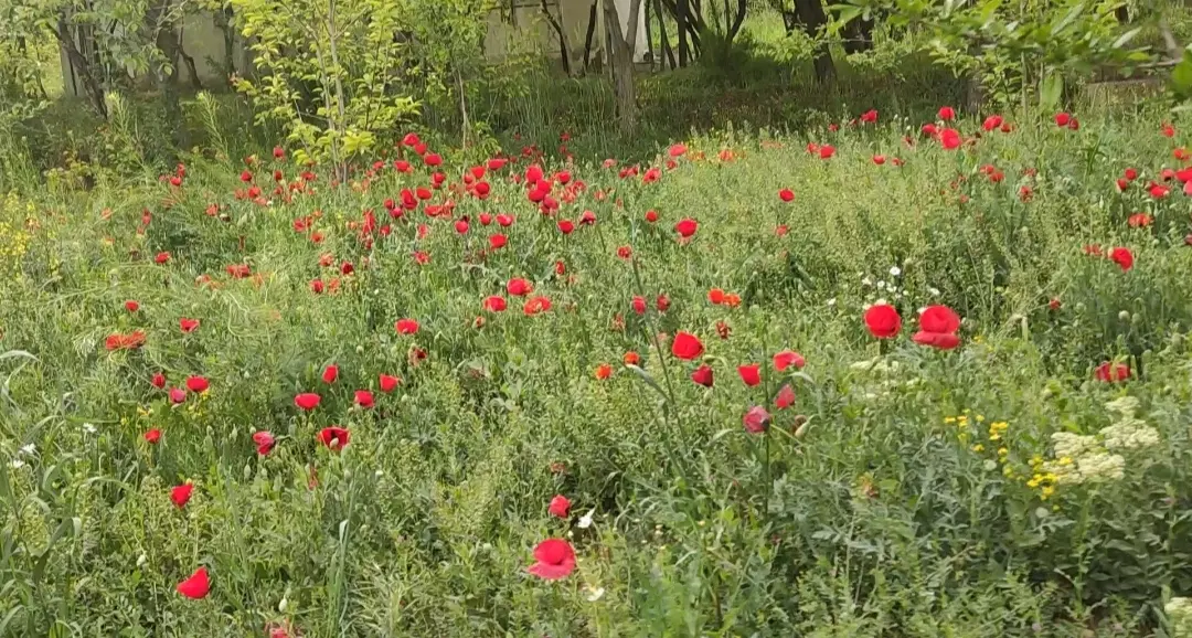 فروش باغ فول ( حسن آباد )