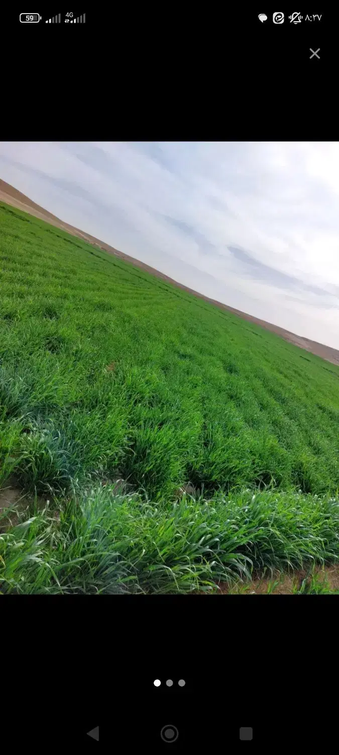 زمین کشاورزی