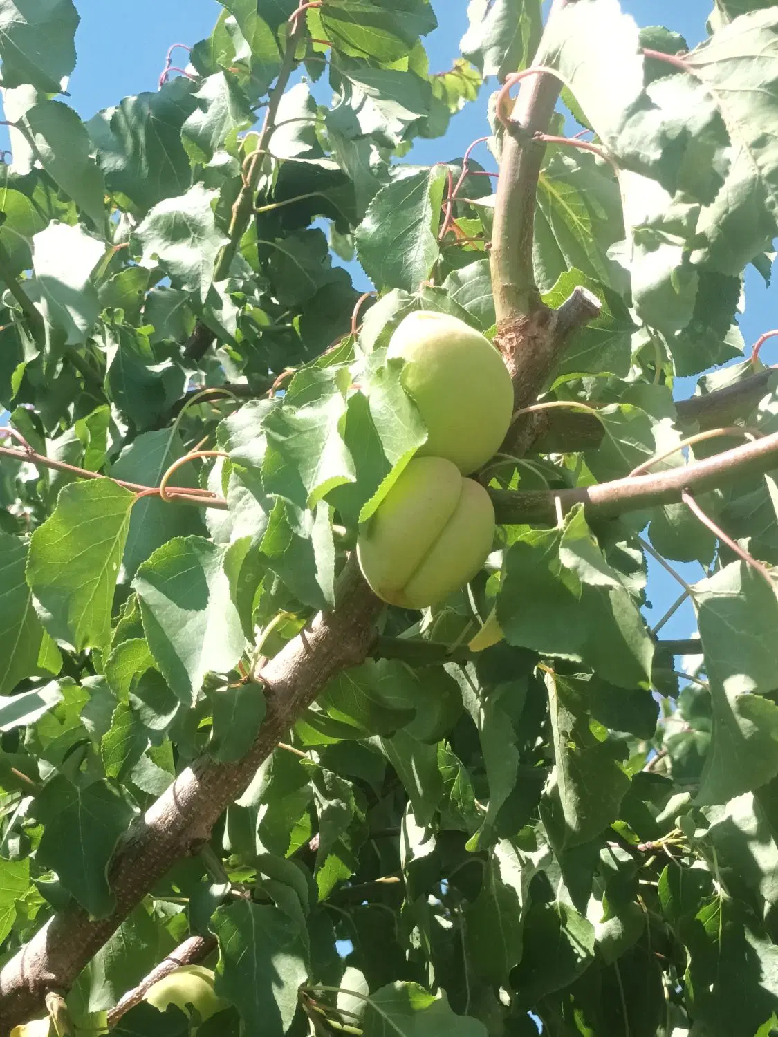 باغ ۱۰۱۰متردر علیشاه