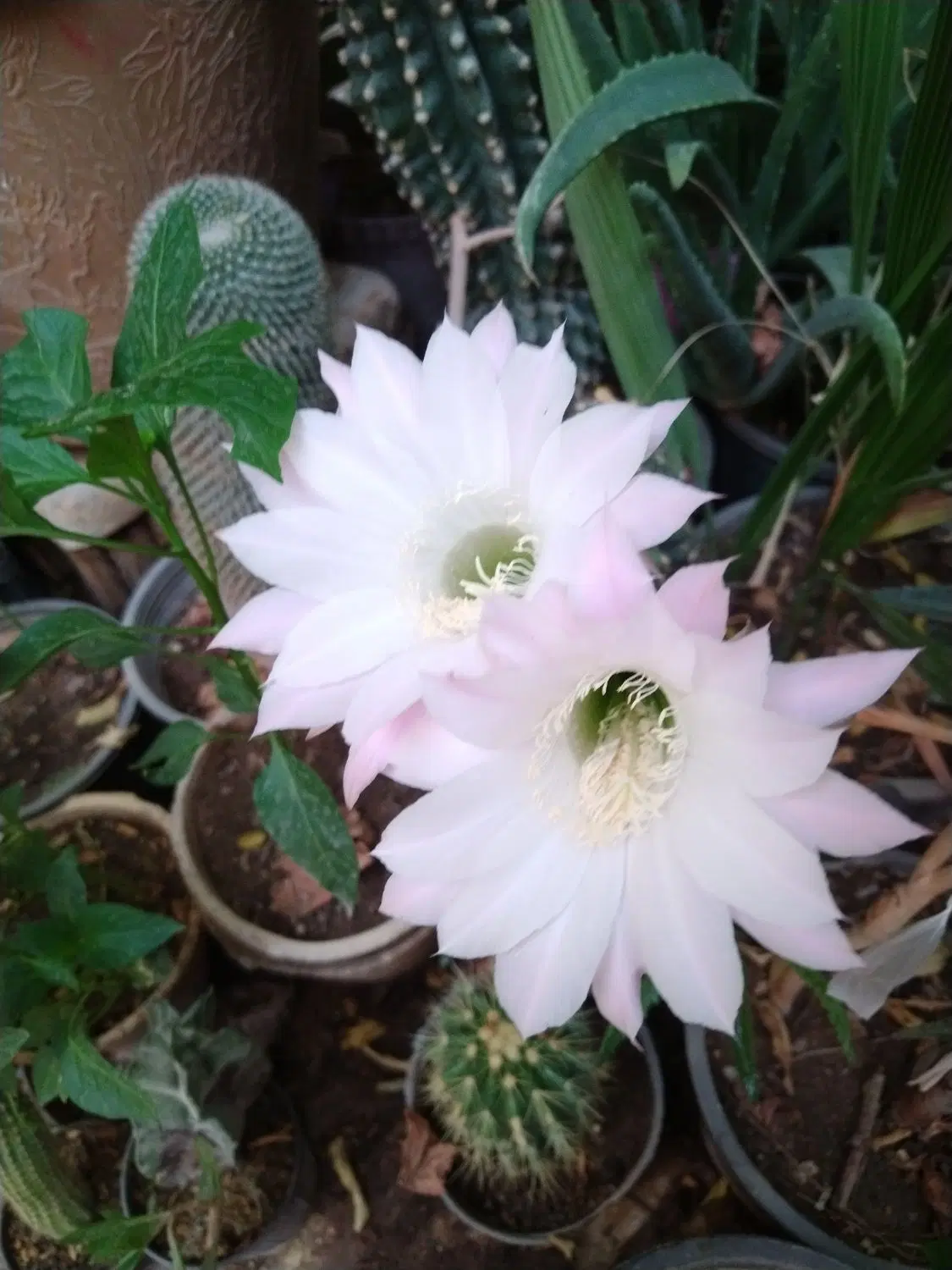 زمین برای باغ