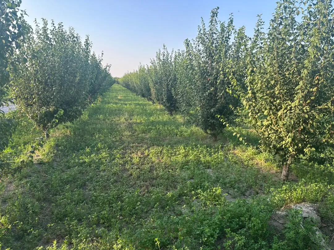 باغچه در روستای سعیدلو