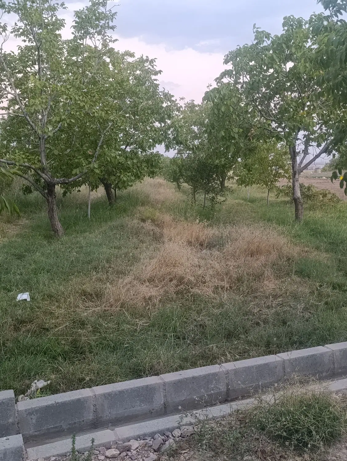 زمین باغ