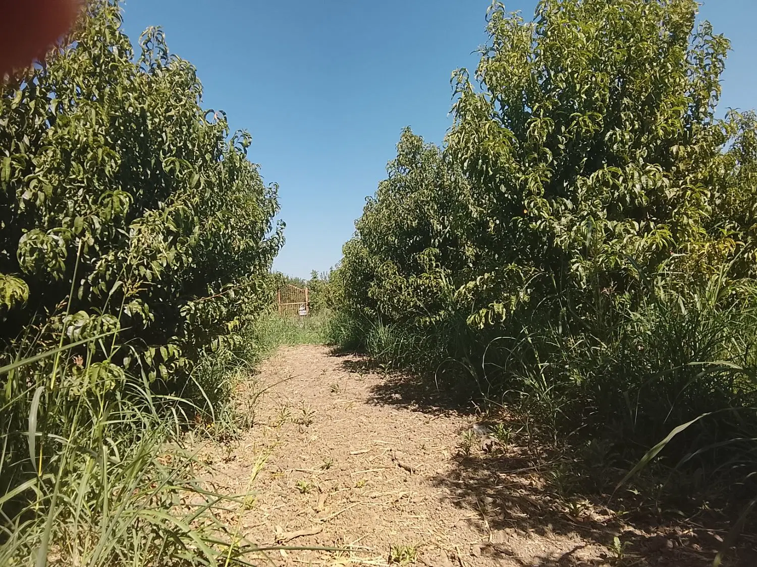 زمین کشاورزی باغ شلیل
