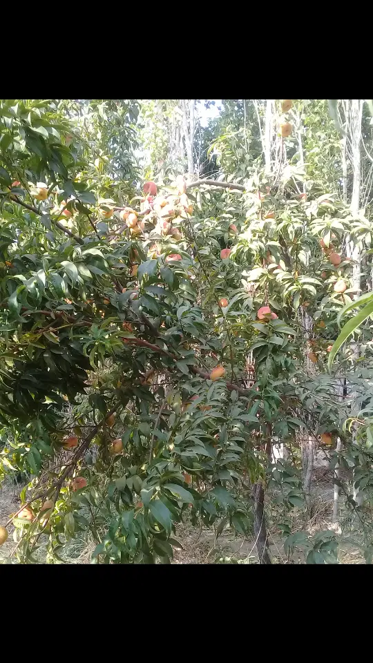 باغ میوه