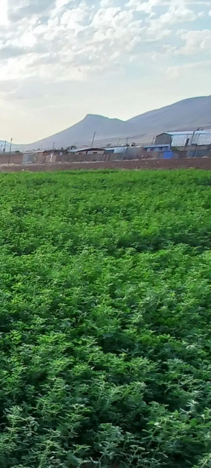 زمین کشاورزی کمالوند