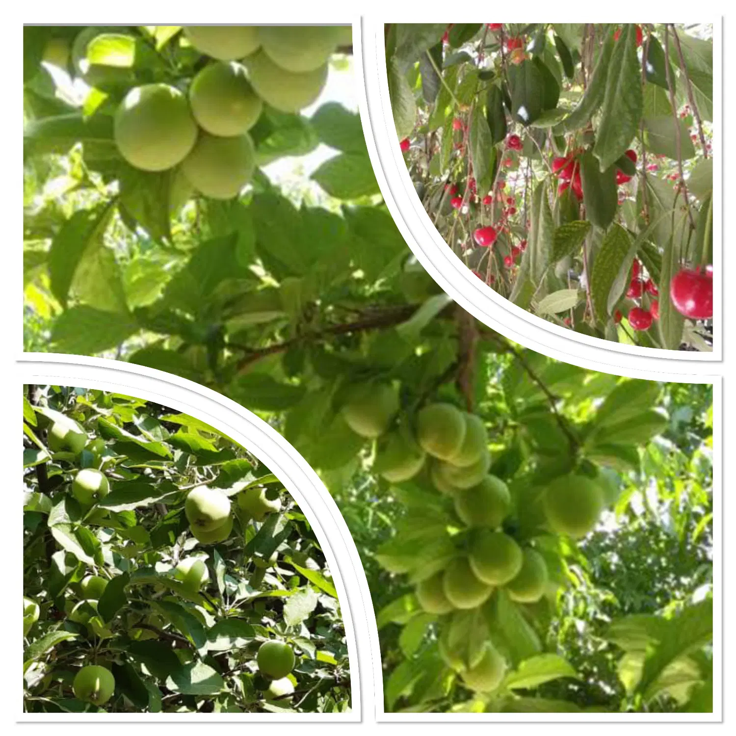 600 متر خانه ویلایی