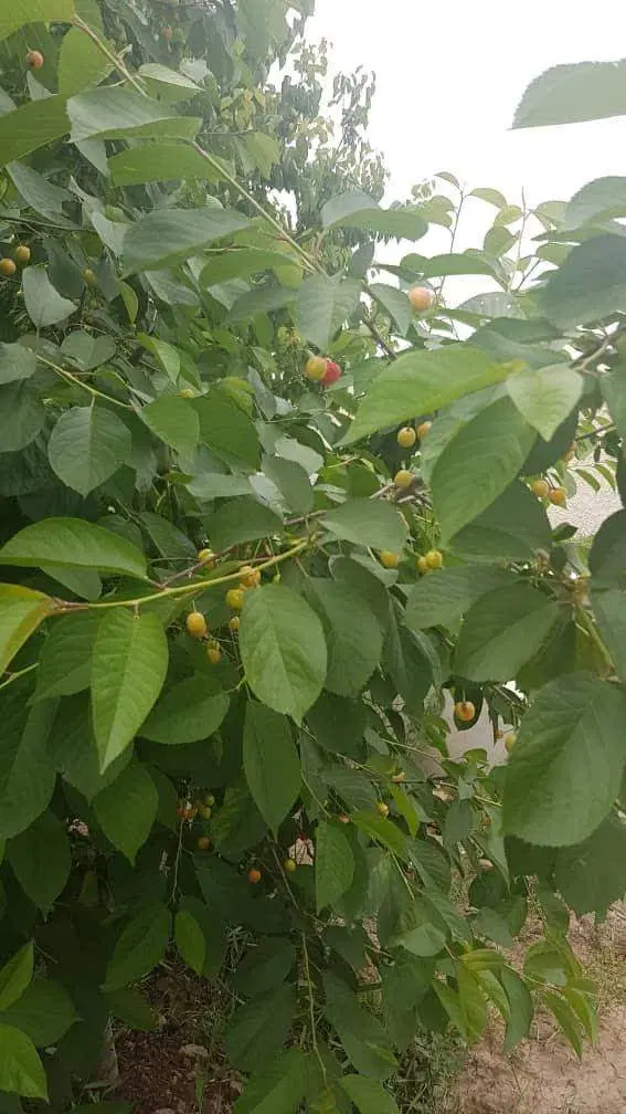 باغ میوه