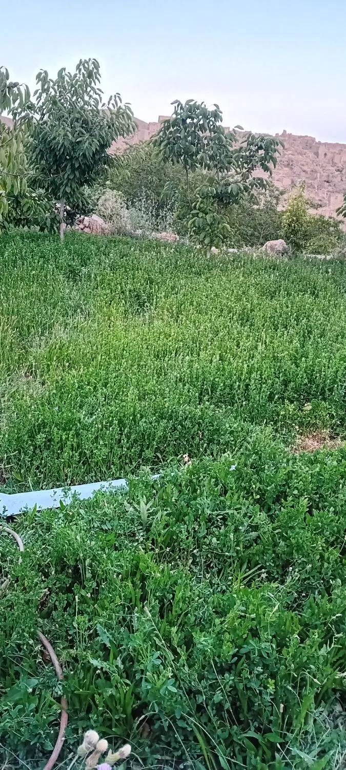 باغ ۶۰۰متر در روستای باغچق چسپیده ب عمو دردی
