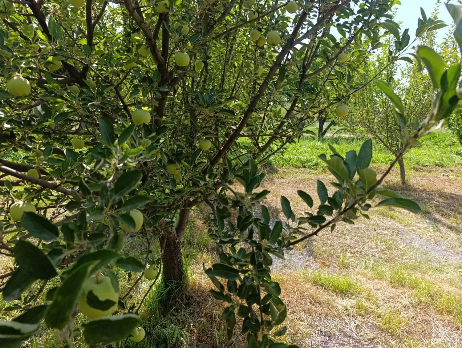 فروش دوهزار متر باغ در روستای اژدهاتو