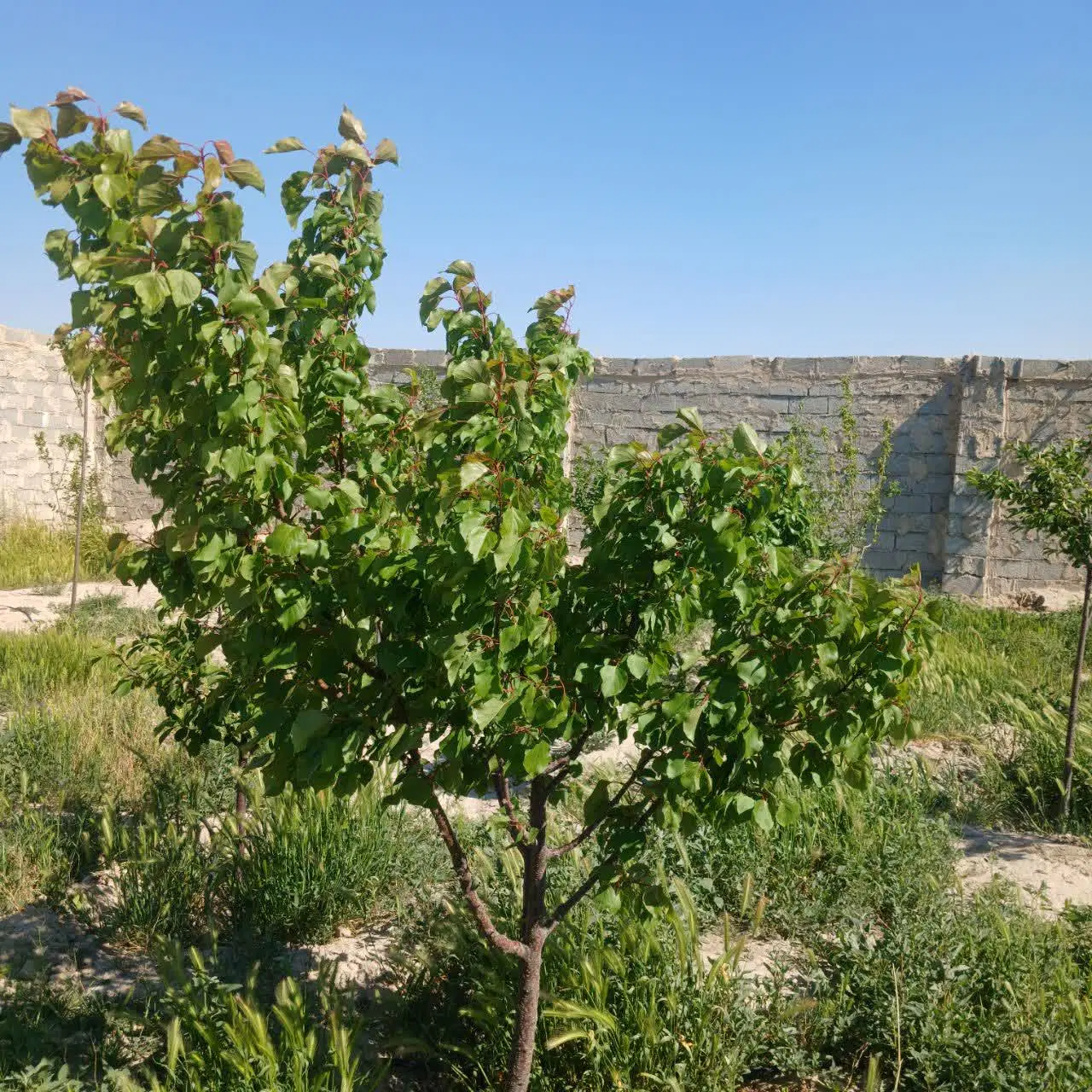 فروش۵۰۰متر باغچه ۴ دیوار ارتفاع دیوار۳متر