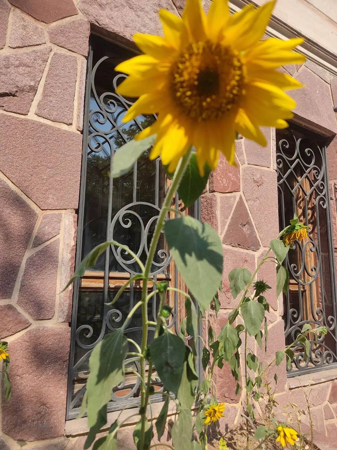ملک ۲۰۰متری بادرختای پرتقال