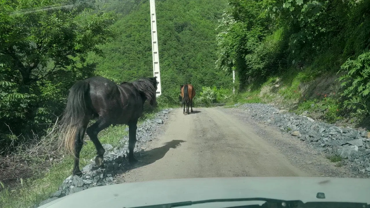 زمین فروشی در روستای آشیر
