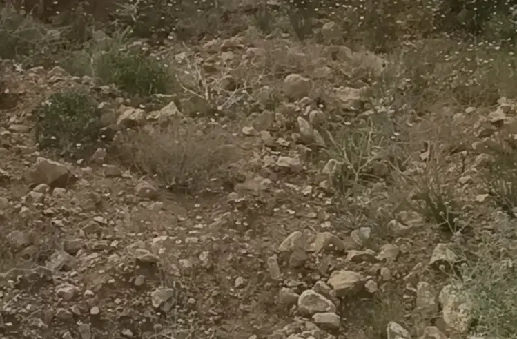 فروش ملک بیابون