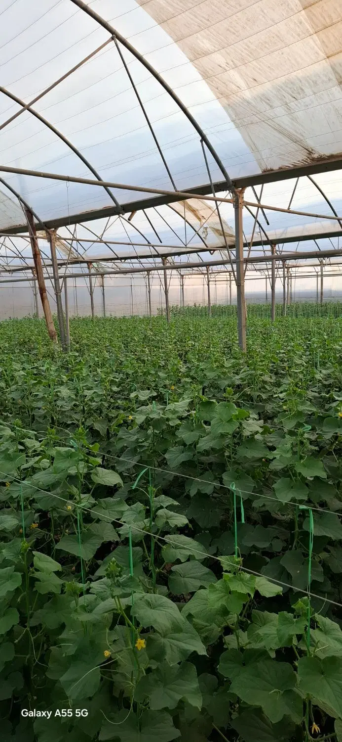گلخانه 4000 متری