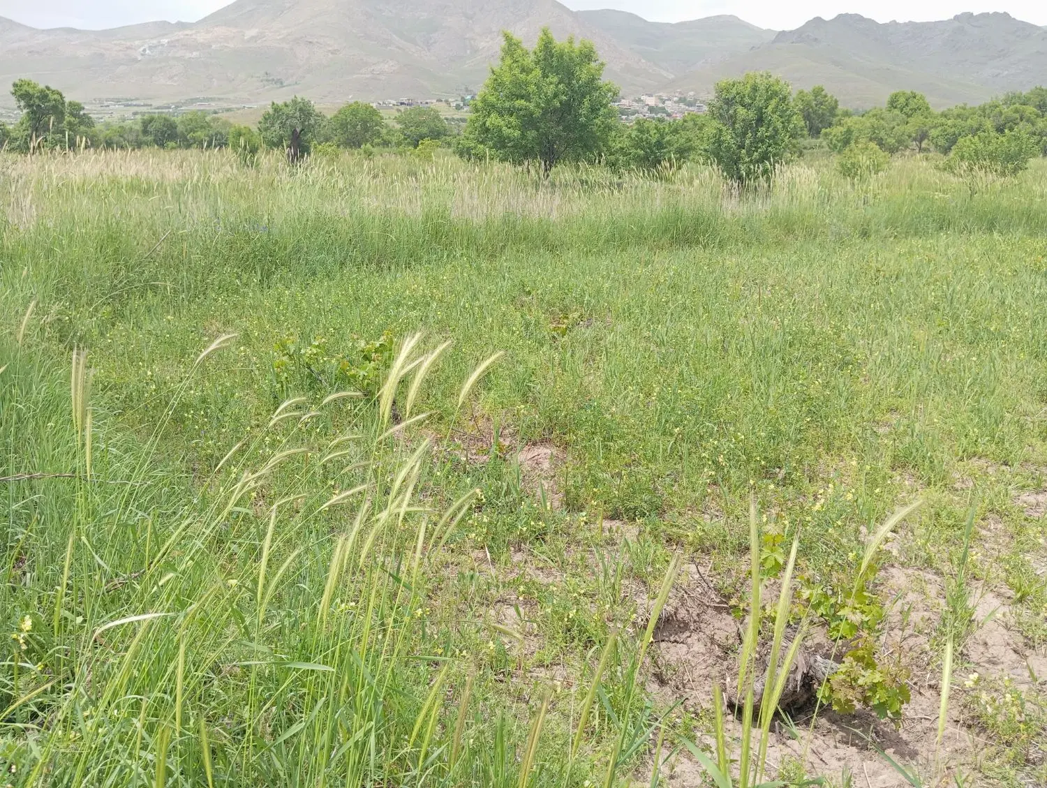 فروش زمین باغی ... قزوین روستای توریستی رزجرد