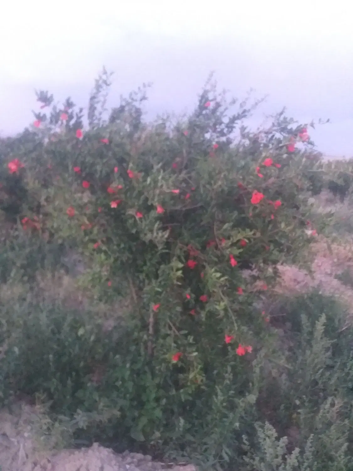 زمین