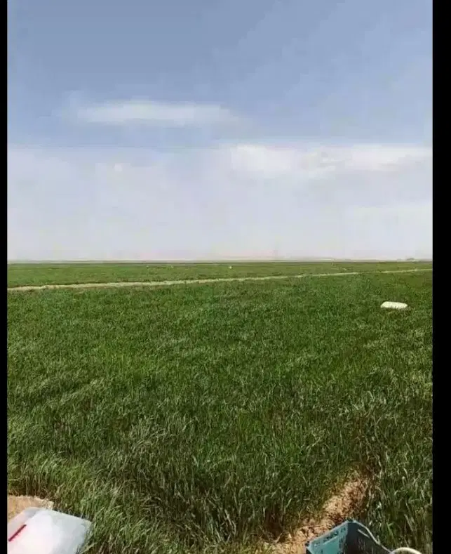 فروش زمین جنب کارخانه شریف