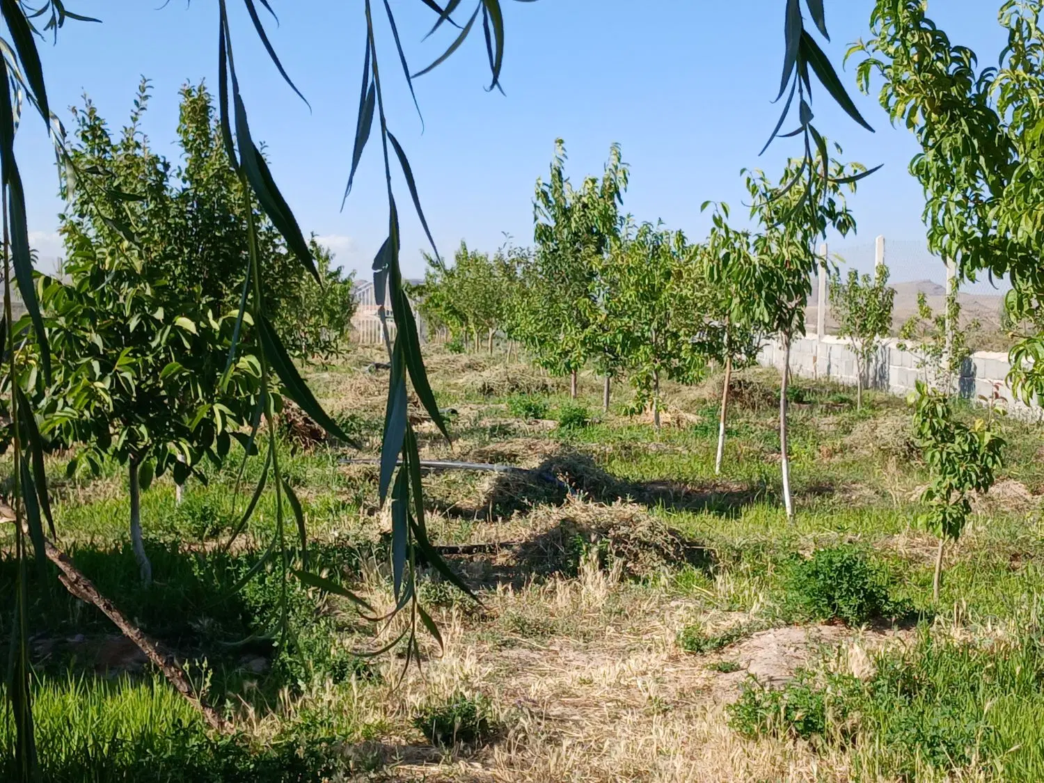 باغ ۱۰۰۰ متری چالاکی