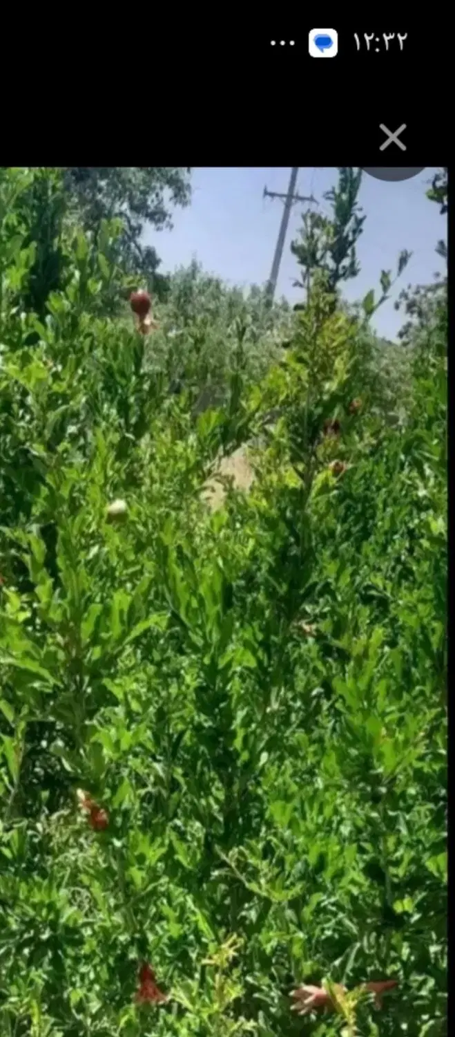 باغچه ای  در جابان با بنای نیمه ساز