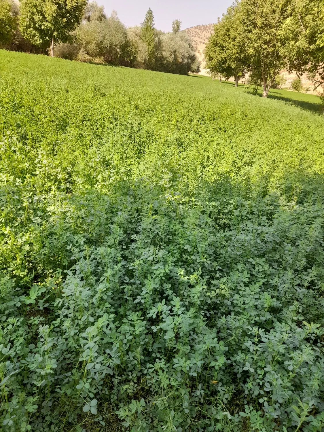 زمین فروشی