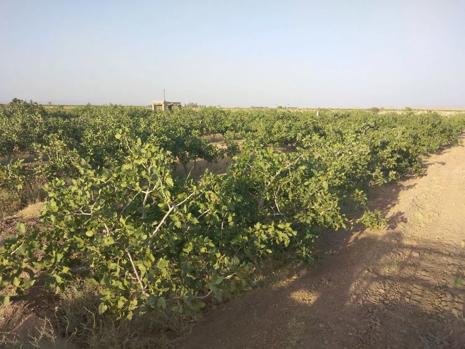 فروش باغ پسته