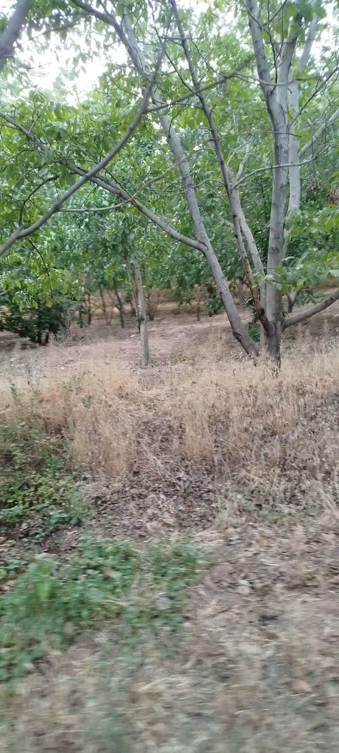 باغات بزرگ گردو بادام