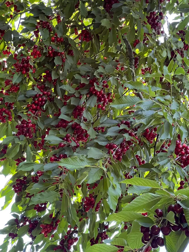 فروش باغ در قشلاق