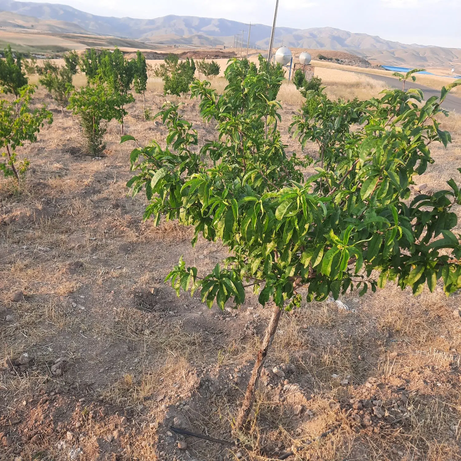 باغ ۲۲۰۰ متری روستای ورس