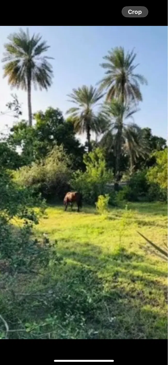 باغ میناب محدوده مهرغان کنار جاده اصلی