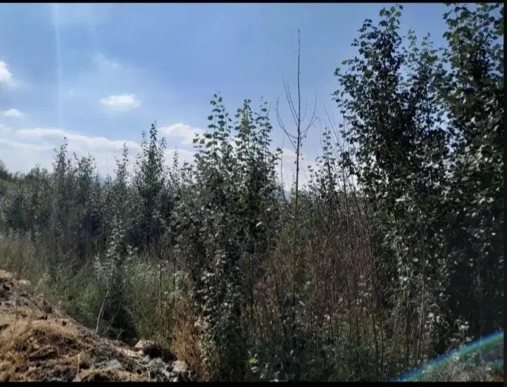 فروش بیشه زار ( مشه ) در روستای بدلبو