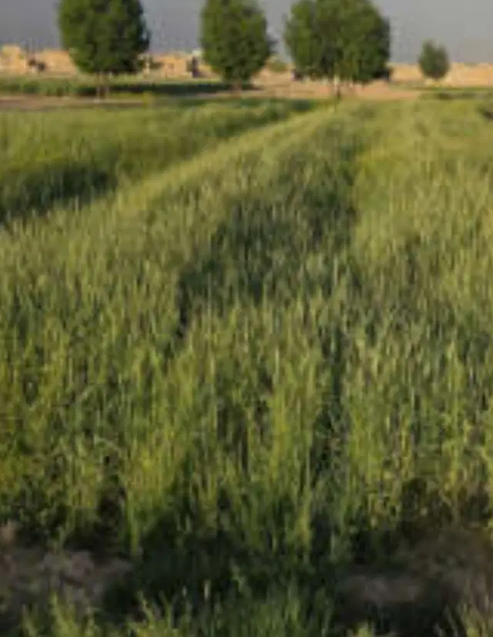 زمین کشاورزی جنب مسکونی