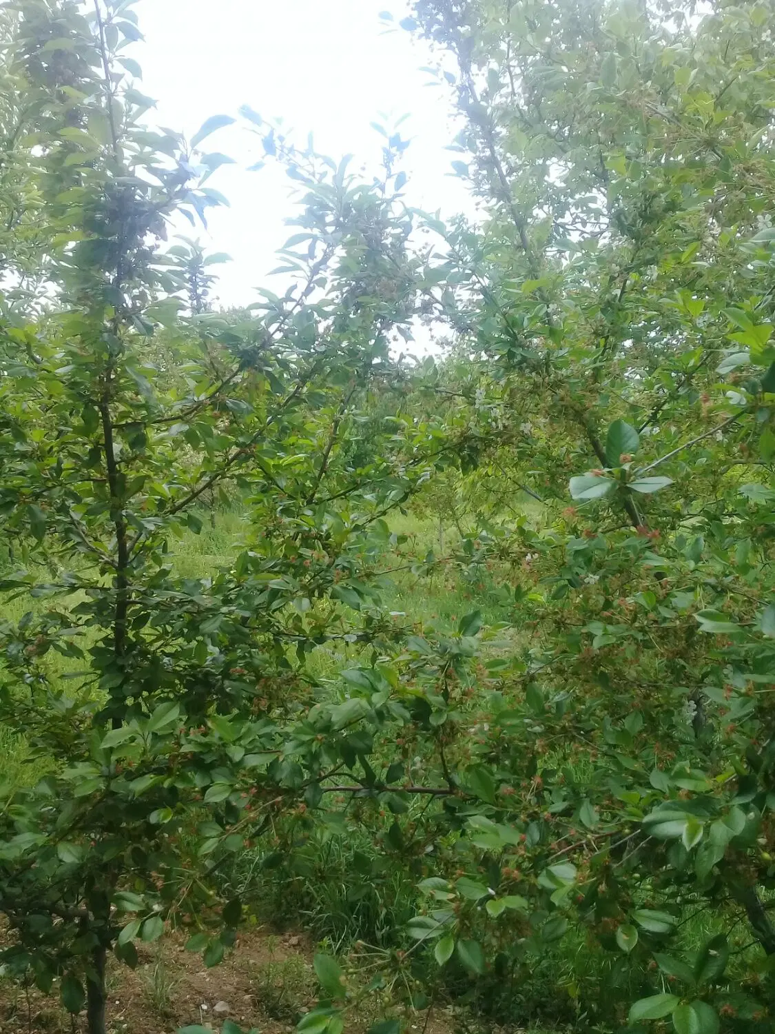 باغ روستای زین آباد۵۳۰متر.