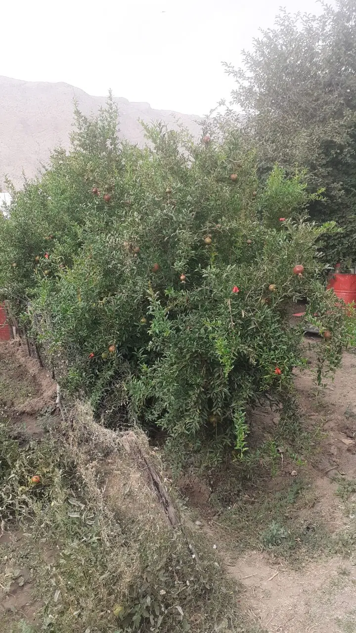 فروش یک قطعه باغ