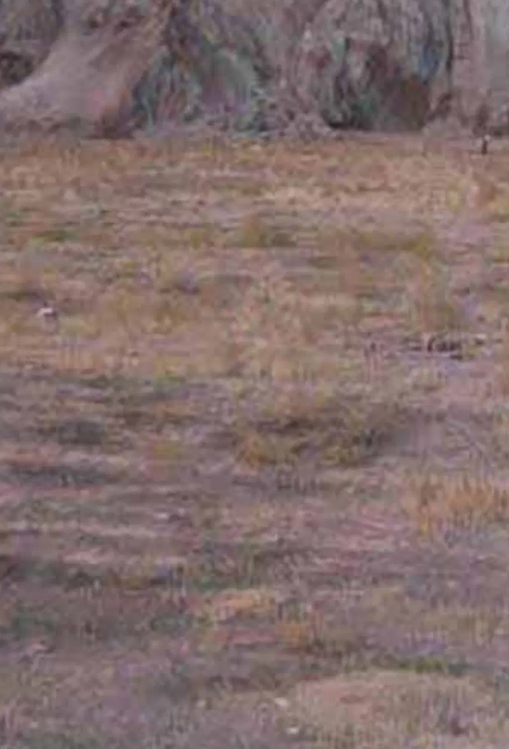 زمین