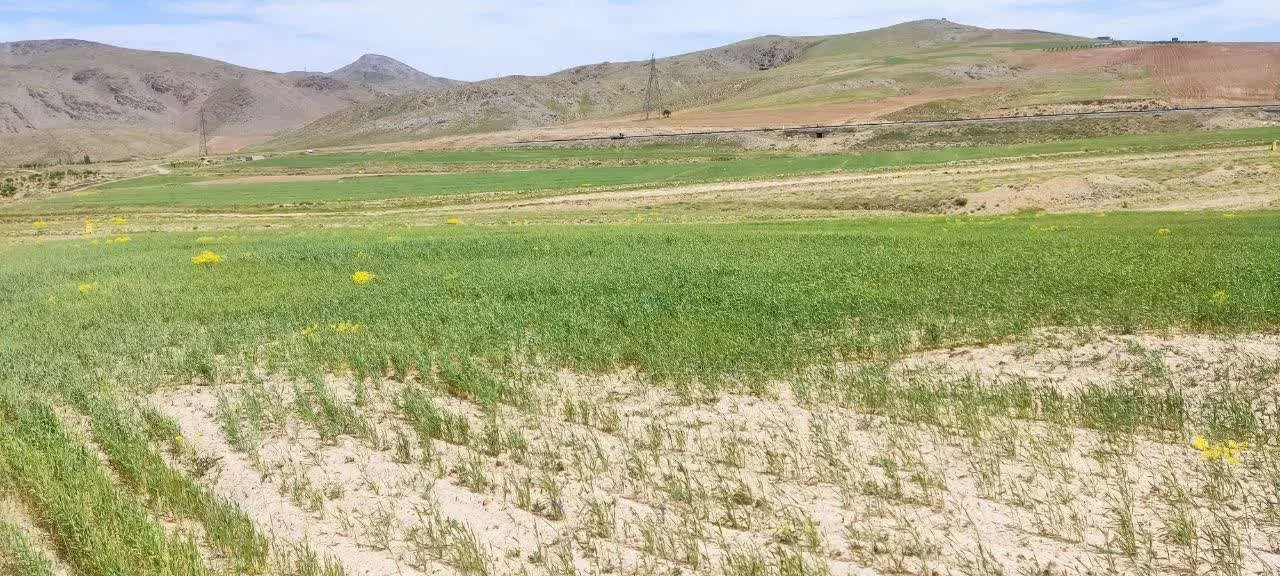 زمین کشاورزی دیم روستای دربند بعدازپادگان مرزیجران