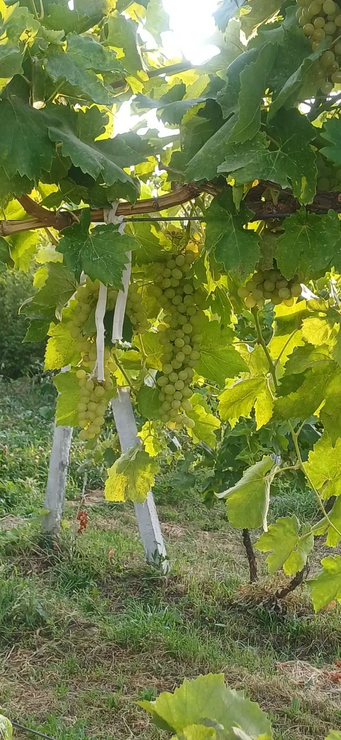 اجاره انگور
