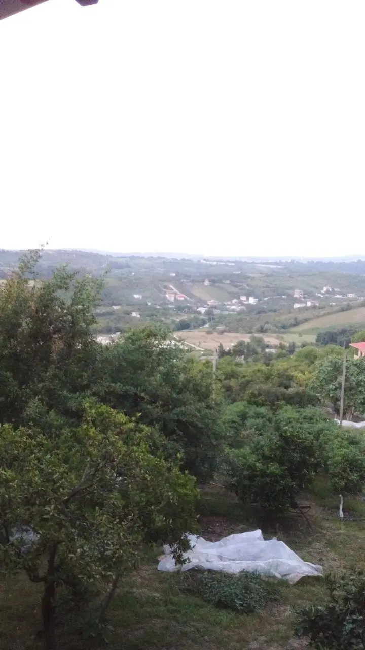 باغ انواع مرکبات به علاوه گلخانه لیموترش