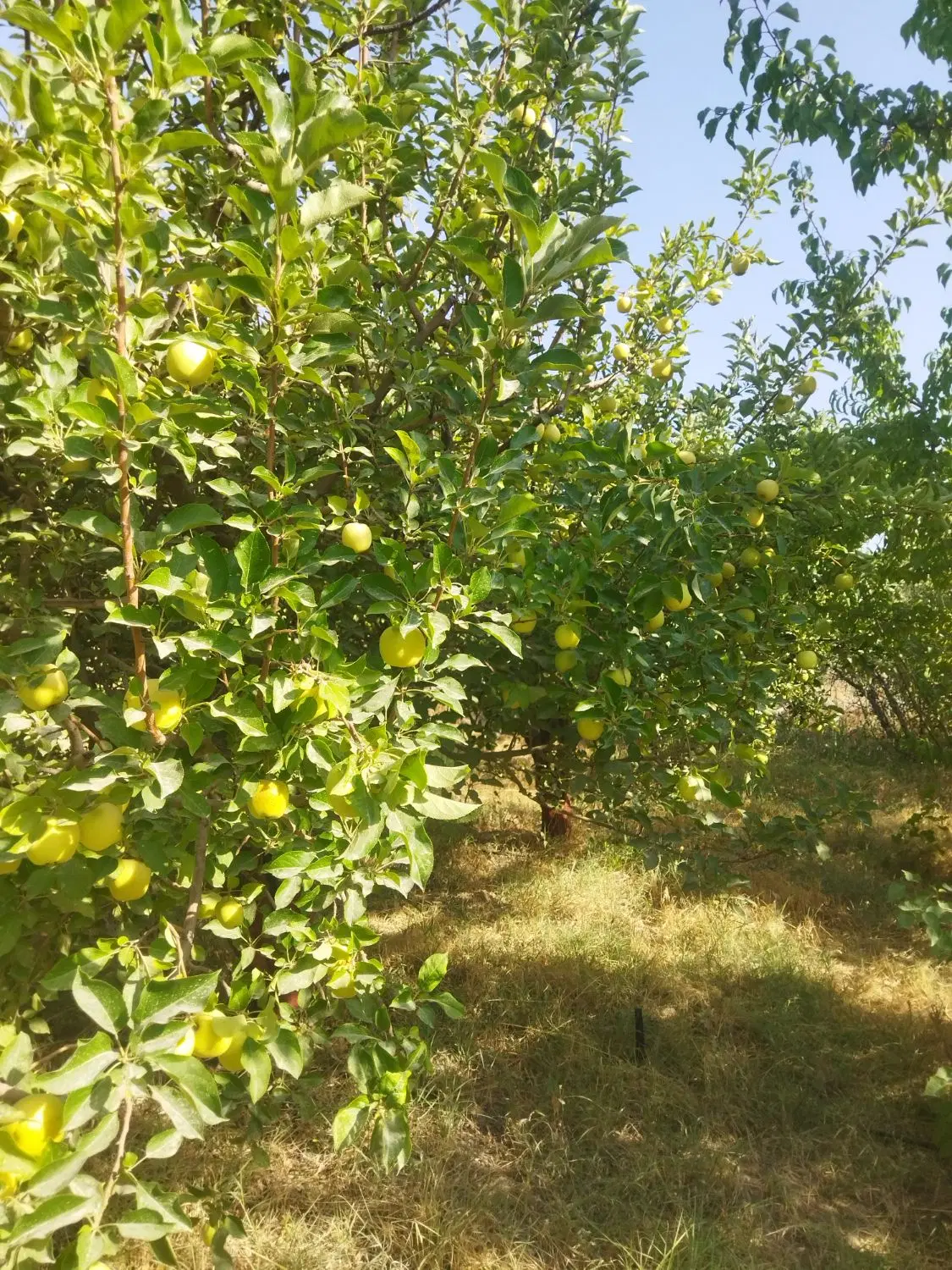 فروش باغ سی سخت